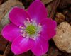 Hepatica japonica S...